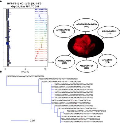 Immunoglobulin VDJ repertoires reveal hallmarks of germinal centers in unique cell clusters isolated from zebrafish (Danio rerio) lymphoid tissues